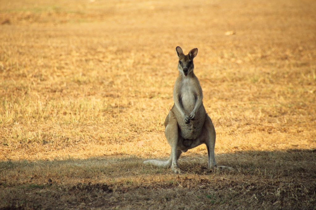canguro dell'Australia