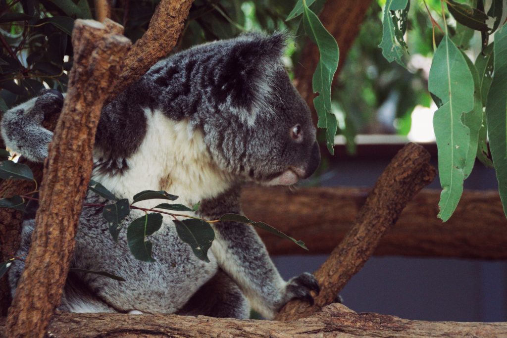 koala Australia