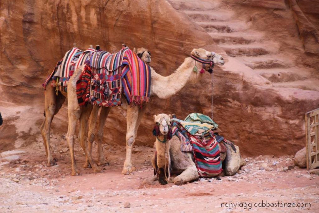 cammelli a Petra