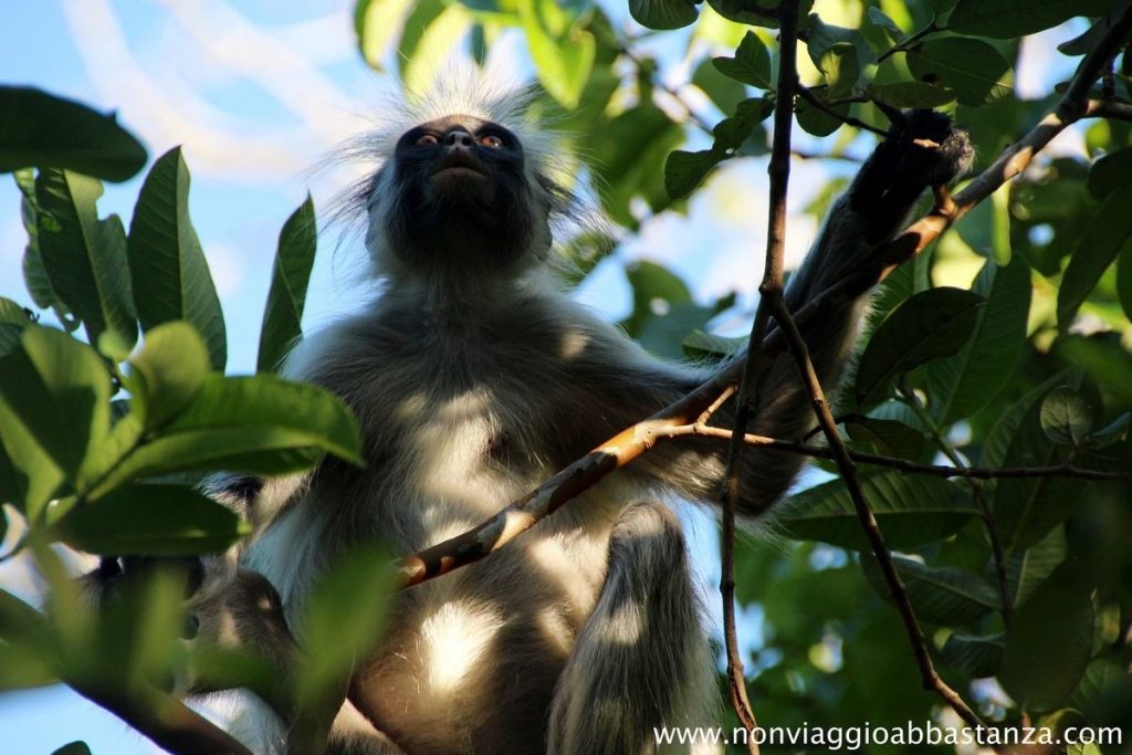 Zanzibar cosa vedere scimmietta