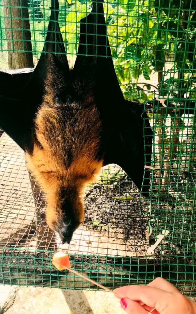 Seychelles cosa fare pipistrello che mangia