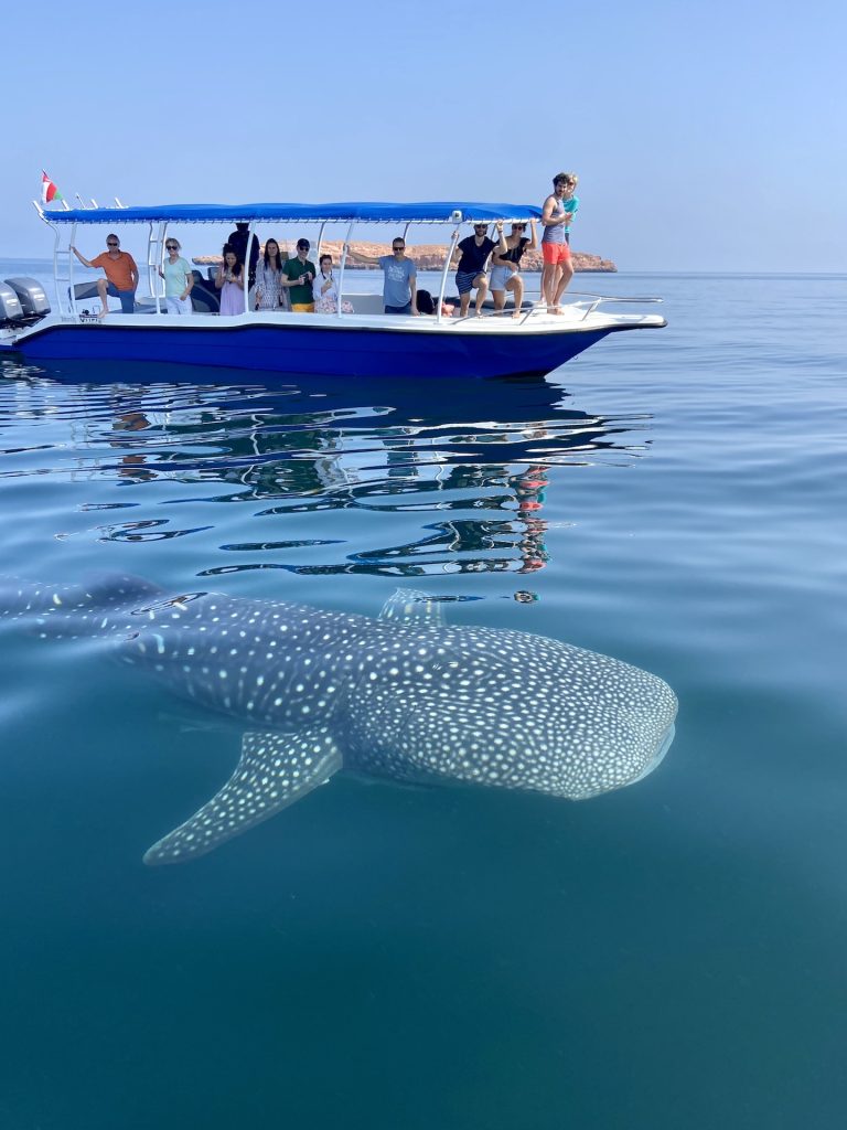 Viaggio in Oman fai da te squalo balena alle isole Daymaniyat