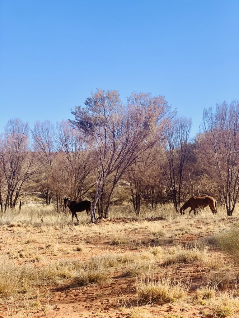 cavalli selvatici in Australia